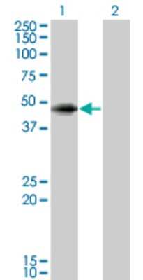 Western Blot: Angiopoietin-like Protein 5/ANGPTL5 Antibody (1B2) [H00253935-M01]