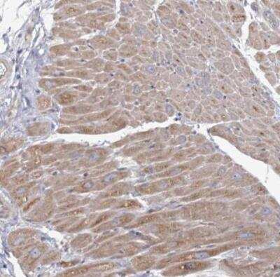 Immunohistochemistry-Paraffin: Angiopoietin-like Protein 5/ANGPTL5 Antibody [NBP1-85870]
