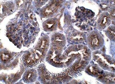 Immunohistochemistry-Paraffin: Angiopoietin-like Protein 5/ANGPTL5 Antibody [NBP3-12379]