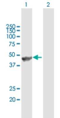 Western Blot: Angiopoietin-like Protein 5/ANGPTL5 Antibody [H00253935-B01P]