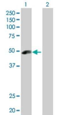 Western Blot: Angiopoietin-like Protein 5/ANGPTL5 Antibody [H00253935-D01P]