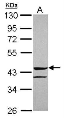 Western Blot: Angiopoietin-like Protein 5/ANGPTL5 Antibody [NBP2-15393]