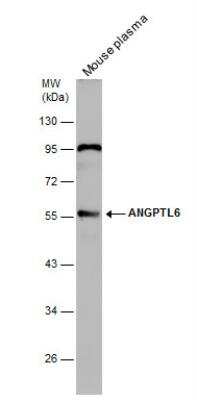 Western Blot: Angiopoietin-like Protein 6/ANGPTL6 Antibody [NBP2-15394]