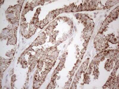 Immunohistochemistry: Angiopoietin-like protein 8/Betatrophin Antibody (OTI1B12) [NBP2-46596]