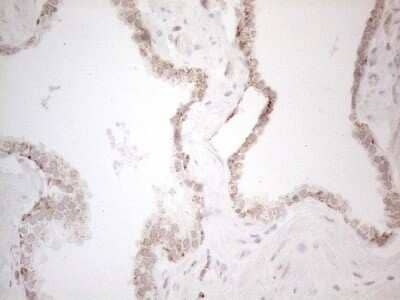Immunohistochemistry: Angiopoietin-like protein 8/Betatrophin Antibody (OTI1B12) - Azide and BSA Free [NBP2-72046]