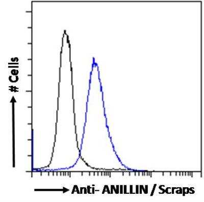 Flow Cytometry: Anillin Antibody [NB100-1314]