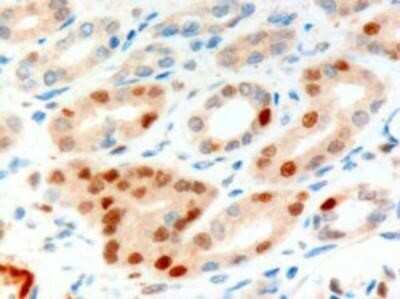 Immunohistochemistry-Paraffin: Anillin Antibody [NB100-1314]