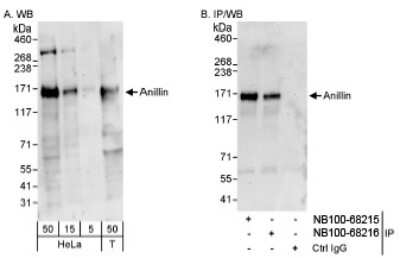 Western Blot: Anillin Antibody [NB100-68216]