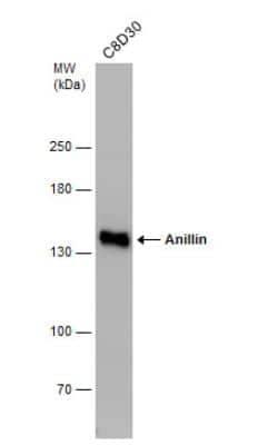 Western Blot: Anillin Antibody [NBP1-31060]