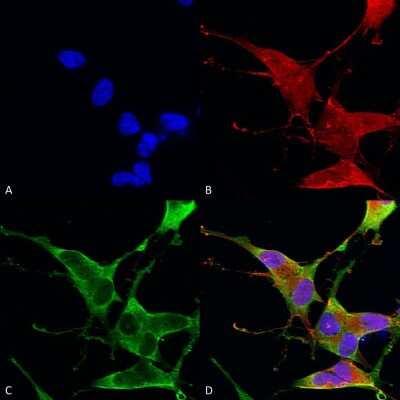 Immunocytochemistry/ Immunofluorescence: Ankyrin 1 Antibody (S388A-10) [NBP2-59315]