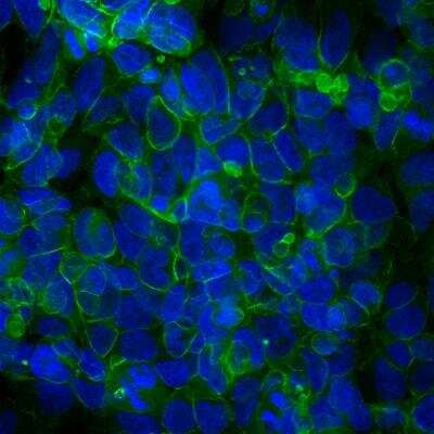 Immunocytochemistry/ Immunofluorescence: Ankyrin 3 Antibody [NBP3-05528]