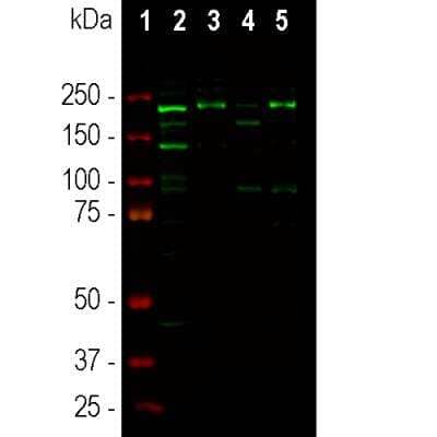 Immunocytochemistry/ Immunofluorescence: Ankyrin 3 Antibody [NBP3-05550]