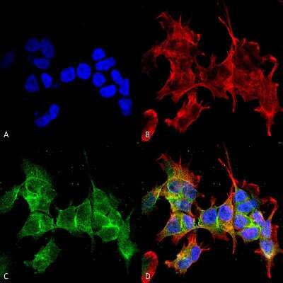 Immunocytochemistry/ Immunofluorescence: Ankyrin 3 Antibody (S106-20) [NBP2-59310]