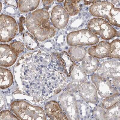 Immunohistochemistry-Paraffin: Ankyrin Brain Antibody [NBP2-33863]