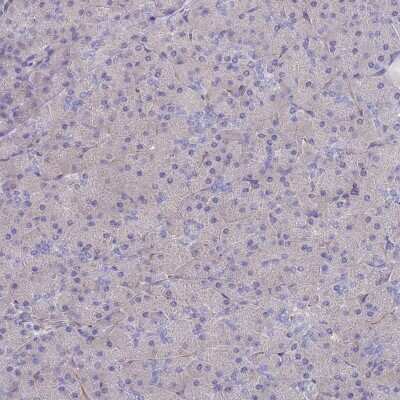 Immunohistochemistry-Paraffin: Ankyrin Brain Antibody [NBP2-34023]