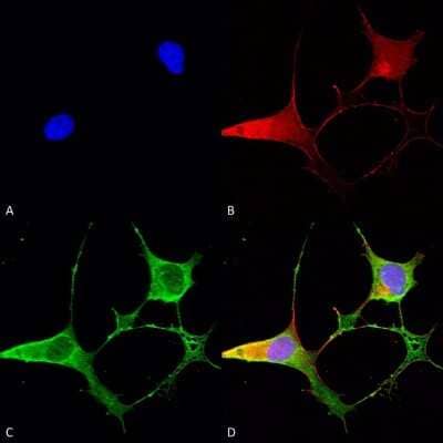 Immunocytochemistry/ Immunofluorescence: Ankyrin Brain Antibody (S105-13) [NBP2-59374]