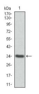 Western Blot: Annexin A1 Antibody (2F1)Azide and BSA Free [NBP2-80577]