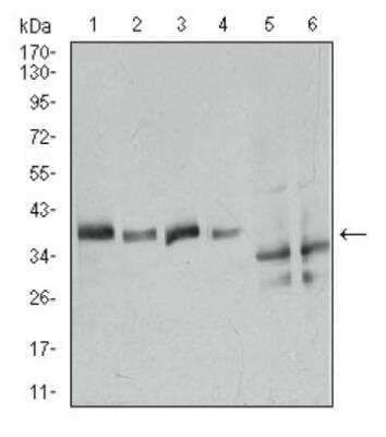 Western Blot: Annexin A1 Antibody (2F1) [NBP2-23485]