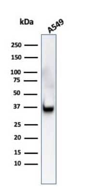 Western Blot: Annexin A1 Antibody (ANXA1/3566) [NBP3-07716]