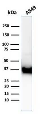 Western Blot: Annexin A1 Antibody (ANXA1/3869R)Azide and BSA Free [NBP3-08709]