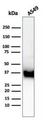 Western Blot: Annexin A1 Antibody (ANXA1/3869R) [NBP3-07717]