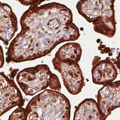 Immunohistochemistry-Paraffin: Annexin A1 Antibody (CL0199) [NBP2-52875]