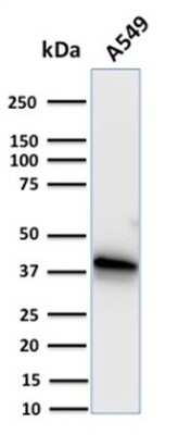 Western Blot: Annexin A1 Antibody (CPTC-ANXA1-1)Azide and BSA Free [NBP3-08699]