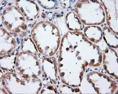 Immunohistochemistry: Annexin A1 Antibody (OTI3A8) - Azide and BSA Free [NBP2-70174]