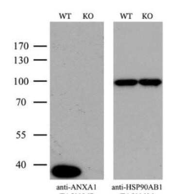 Western Blot: Annexin A1 Antibody (OTI3A8)Azide and BSA Free [NBP2-70174]