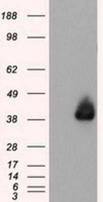 Western Blot: Annexin A1 Antibody (OTI3A8)Azide and BSA Free [NBP2-70174]