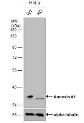 Knockout Validated: Annexin A1 Antibody [NBP1-33684]