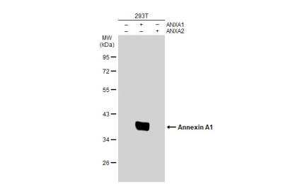 Western Blot: Annexin A1 Antibody [NBP1-33684]