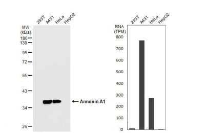 Western Blot: Annexin A1 Antibody [NBP1-33684]