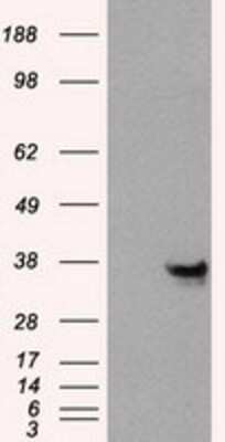 Western Blot: Annexin A10 Antibody (OTI4D8) [NBP2-02282]