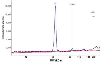 Simple Western: Annexin A10 Antibody [NBP1-90156]
