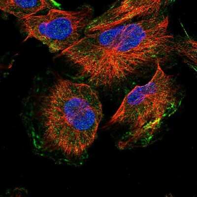 Immunocytochemistry/ Immunofluorescence: Annexin A13 Antibody [NBP1-90157]