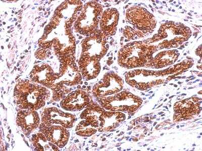Immunohistochemistry-Paraffin: Annexin A13 Antibody [NBP1-30985]