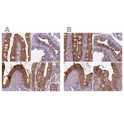 Immunohistochemistry-Paraffin: Annexin A13 Antibody [NBP1-90157]