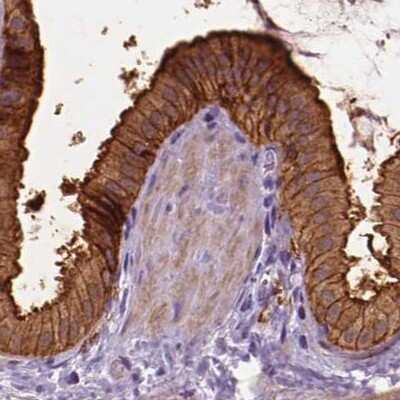 Immunohistochemistry-Paraffin: Annexin A13 Antibody [NBP1-90157]