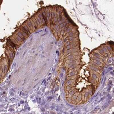 Immunohistochemistry-Paraffin: Annexin A13 Antibody [NBP1-90158]