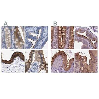 Immunohistochemistry-Paraffin: Annexin A13 Antibody [NBP1-90159]