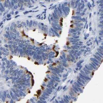 Immunohistochemistry-Paraffin: Annexin A13 Antibody [NBP1-90159]