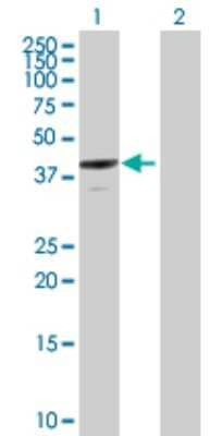 Western Blot: Annexin A13 Antibody [H00000312-B01P]