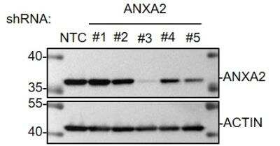 Western Blot: Annexin A2 Antibody (1G7) [H00000302-M02]