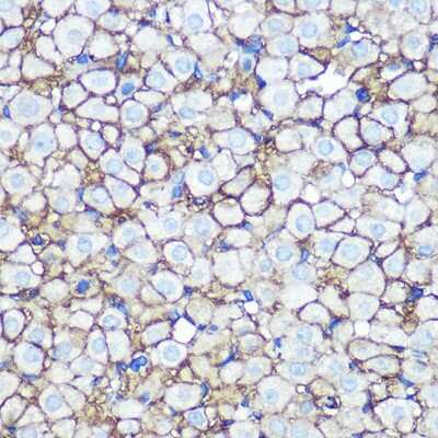 Immunohistochemistry-Paraffin: Annexin A2 Antibody (1W2B5) [NBP3-15360]