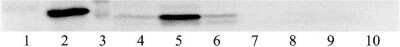 Western Blot: Annexin A2 Antibody [NBP1-59124]