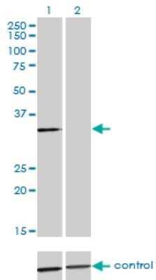 Western Blot: Annexin A3 Antibody (4F1) [H00000306-M12]