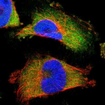 Immunocytochemistry/ Immunofluorescence: Annexin A3 Antibody [NBP1-90154]
