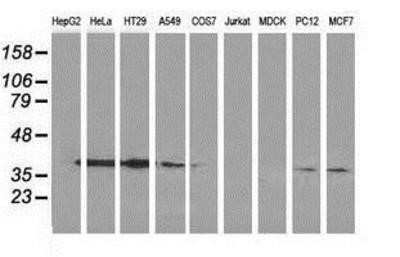 Western Blot: Annexin A3 Antibody (OTI1A5)Azide and BSA Free [NBP2-70179]