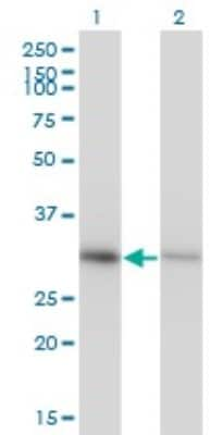 Western Blot: Annexin A4 Antibody (1D3) [H00000307-M13]